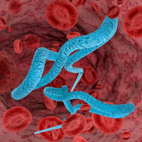Vírus Ébola - informações da Direção-Geral da Saúde
