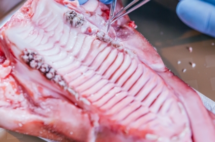 Hands-on "Técnicas de manuseamento de tecidos moles na reabilitação com implantes" (manhã)